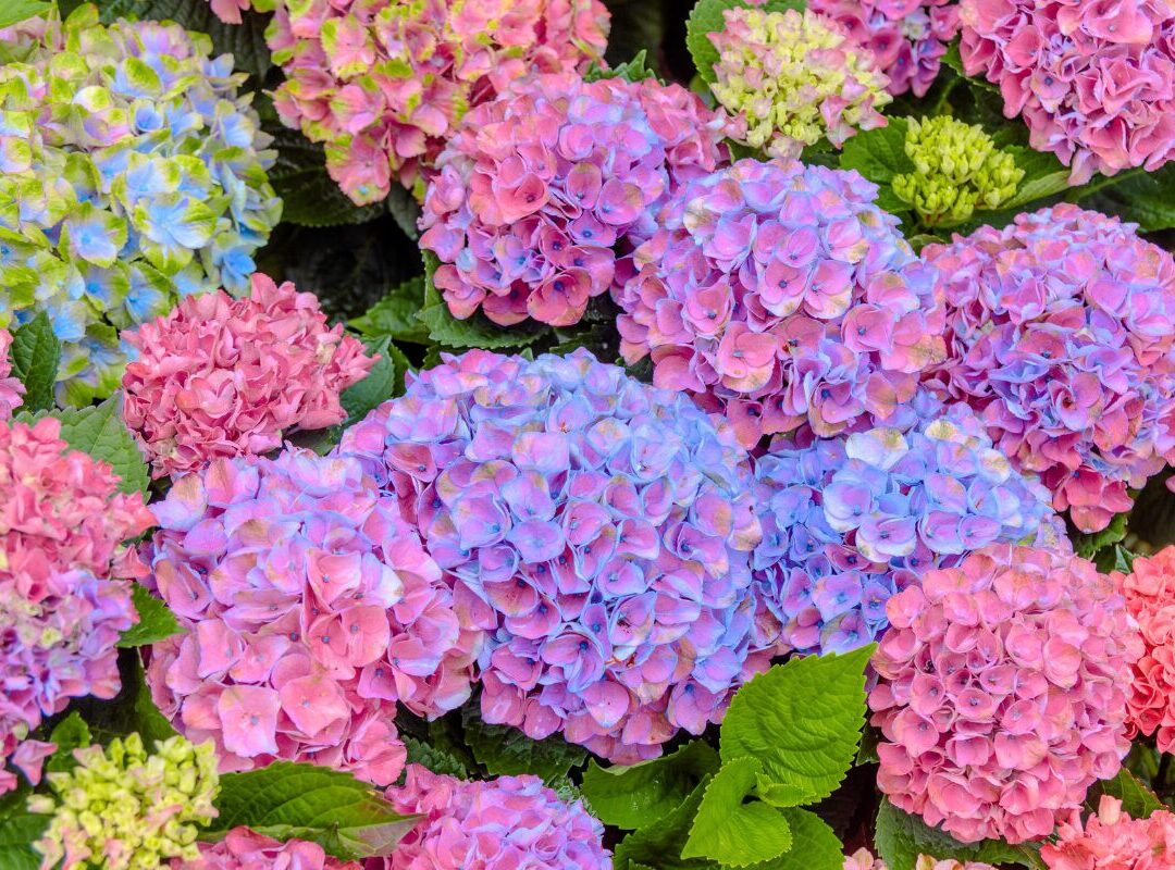 6月の定休日のお知らせ🦁